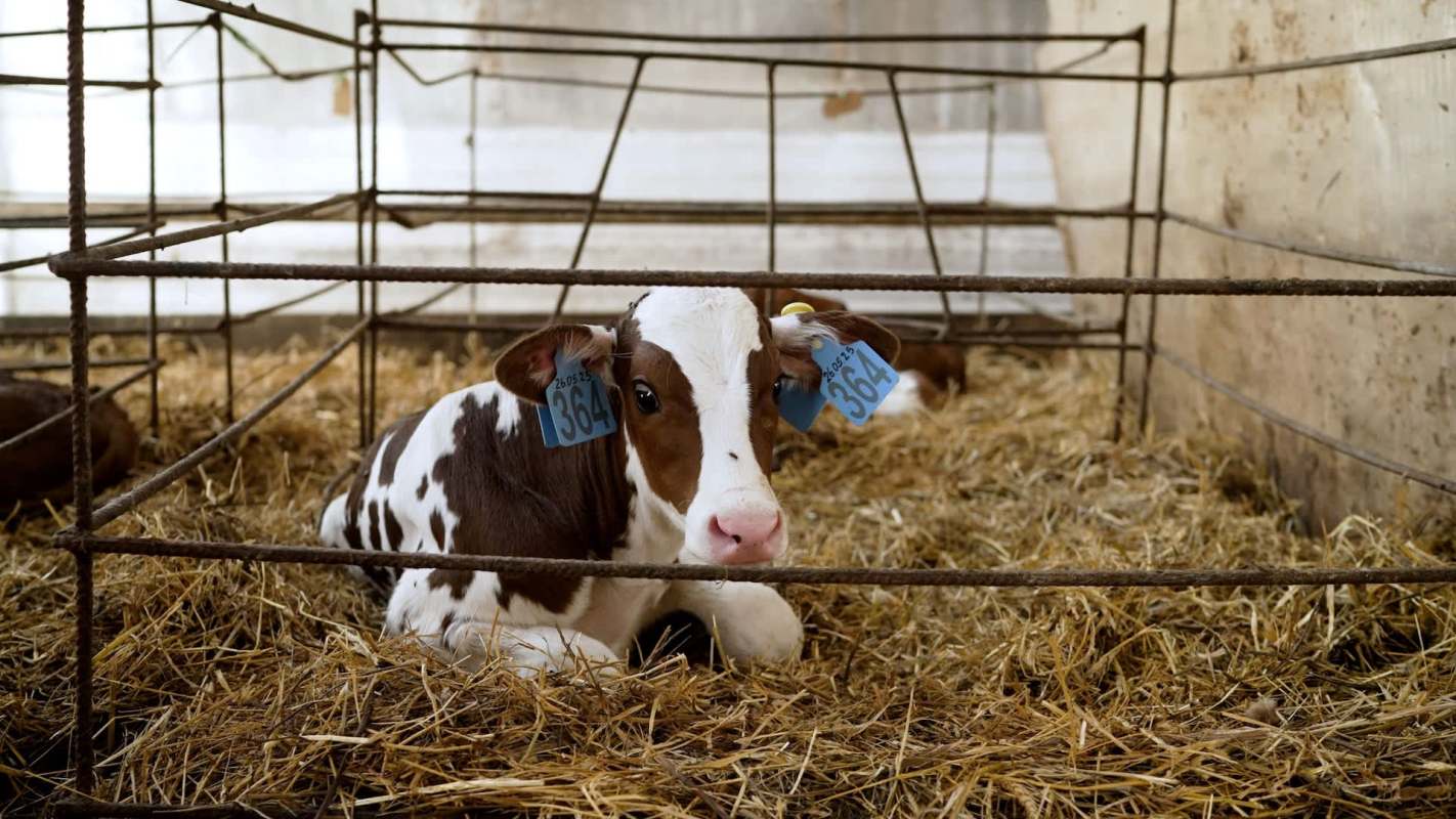 A young calf with ear tags resting on straw inside a barn enclosure.