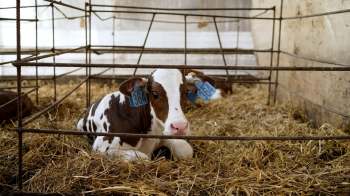 A young calf with ear tags resting on straw inside a barn enclosure.