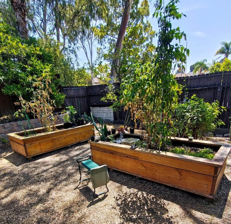 A sunny garden with two raised plant beds.