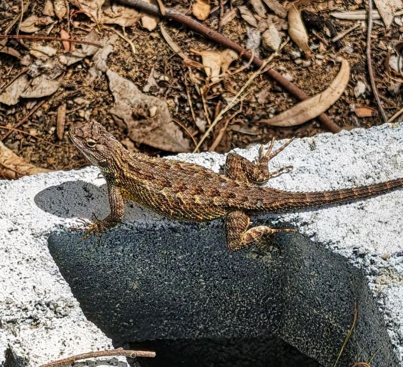 A western fence lizard sitting on the corner of a wall.