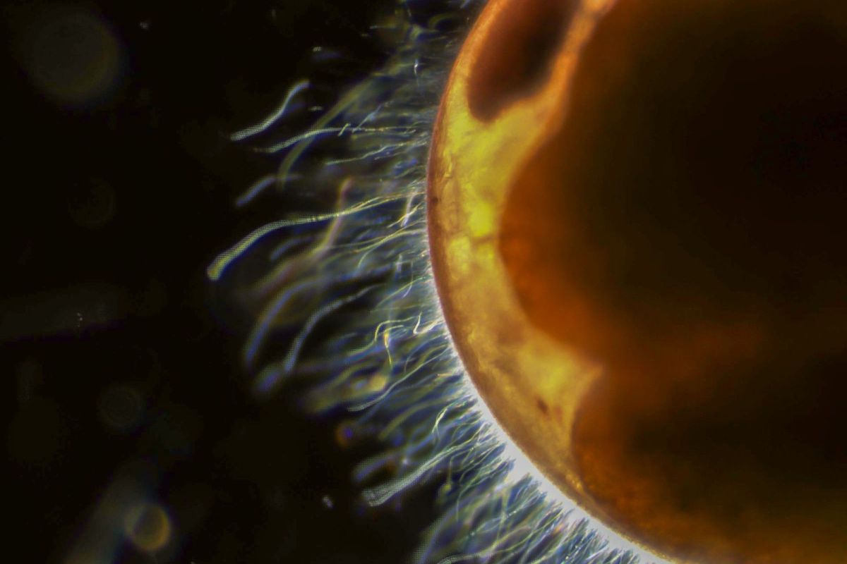 A close-up view of an object with fine, filamental structures emanating from its surface against a dark background.