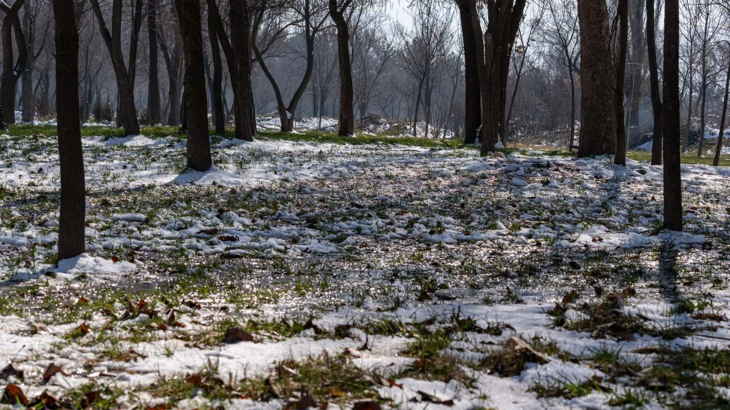 A sunlit forest floor with patches of snow, grass, and scattered autumn leaves among bare trees.