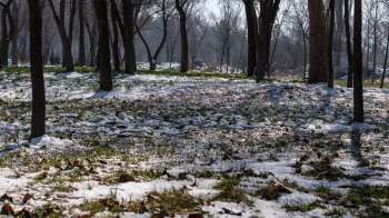 A sunlit forest floor with patches of snow, grass, and scattered autumn leaves among bare trees.
