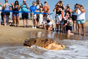 A sea turtle approaches the shore while a crowd of people watches and takes photos from a sandy beach.