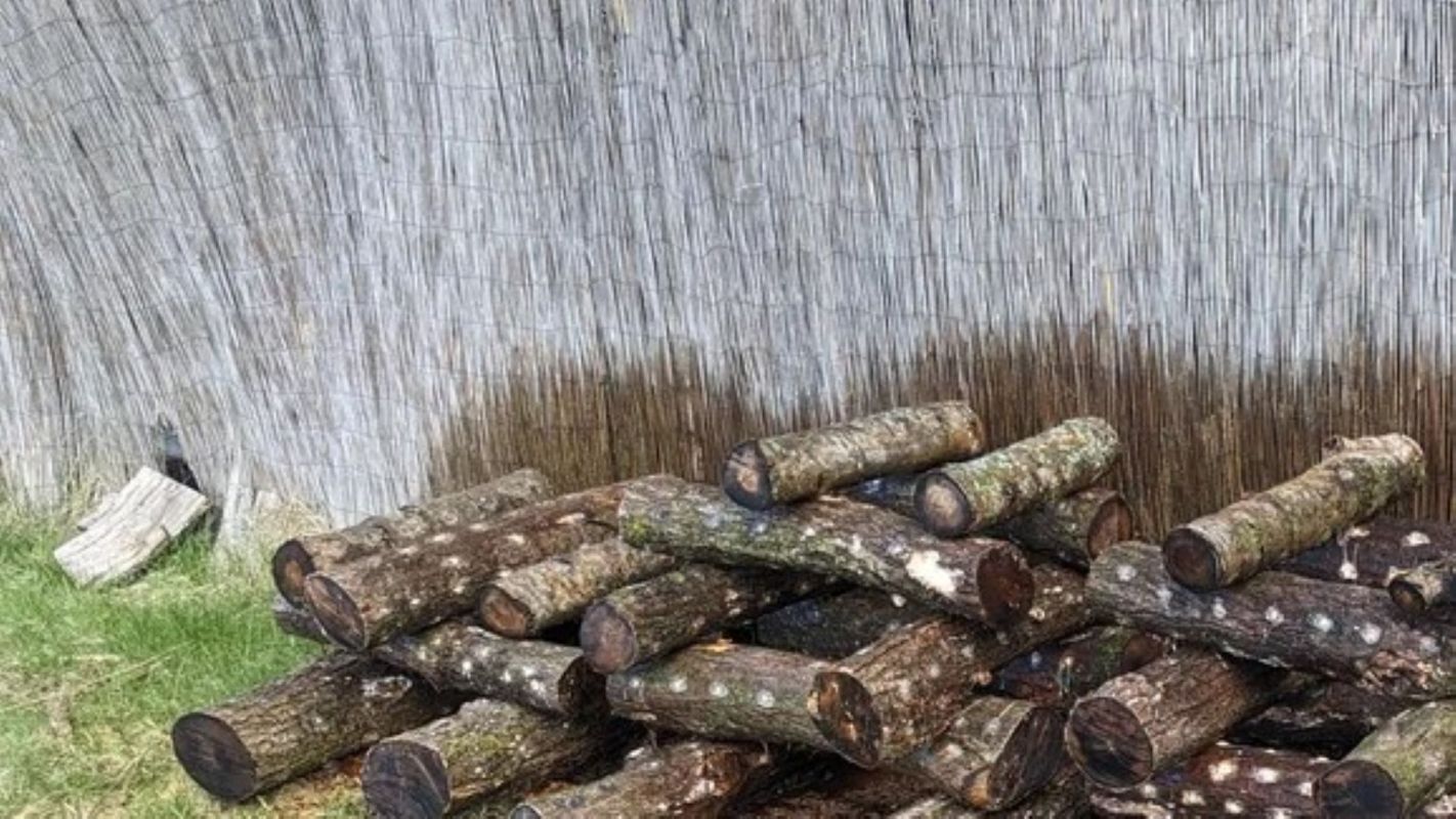 Logs that have been inoculated with shiitake mushroom spores.