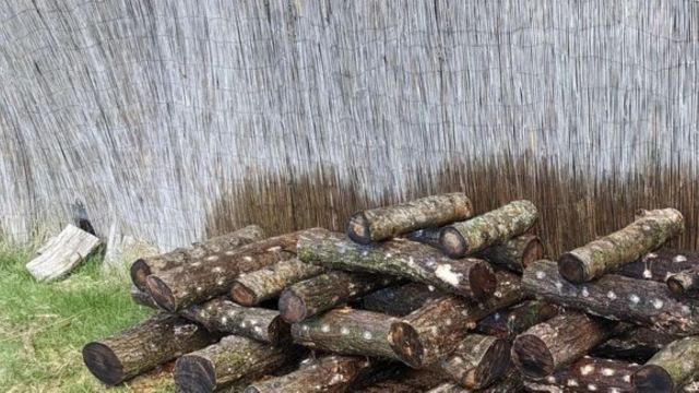 Logs that have been inoculated with shiitake mushroom spores.