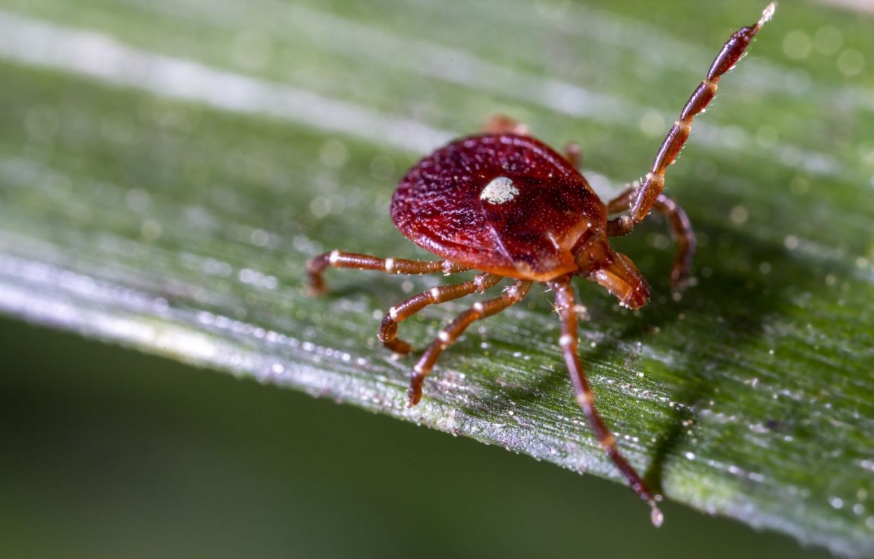 A red lone star tick on a leaf.