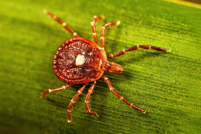 A close-up of a lone star tick on a green leaf.