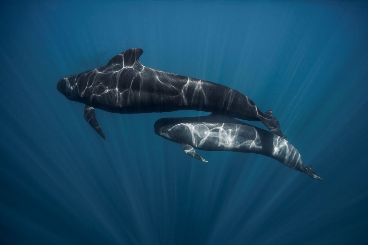 Two whales swim together underwater, illuminated by sunlight filtering through the water.