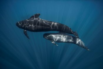 Two whales swim together underwater, illuminated by sunlight filtering through the water.