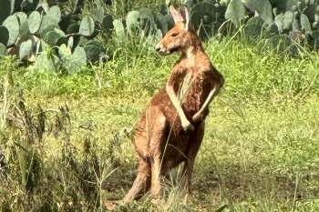 A kangaroo stands on its hind legs in a grassy area surrounded by vegetation.