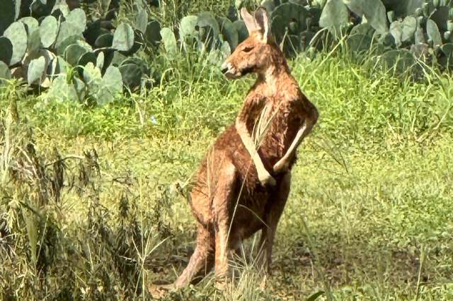 A kangaroo stands on its hind legs in a grassy area surrounded by vegetation.