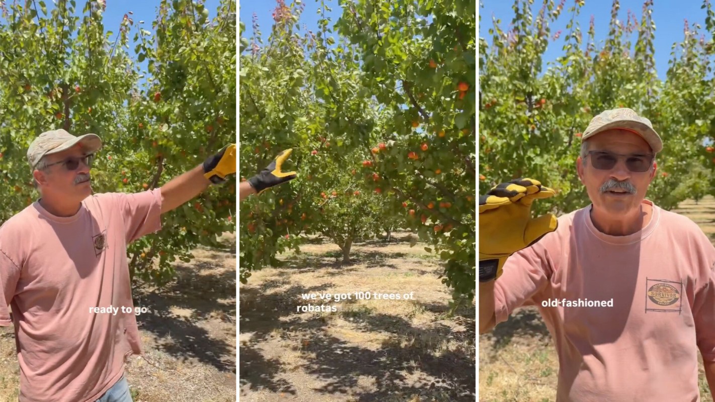 A man in gloves stands among fruit trees, discussing harvesting techniques in an orchard.