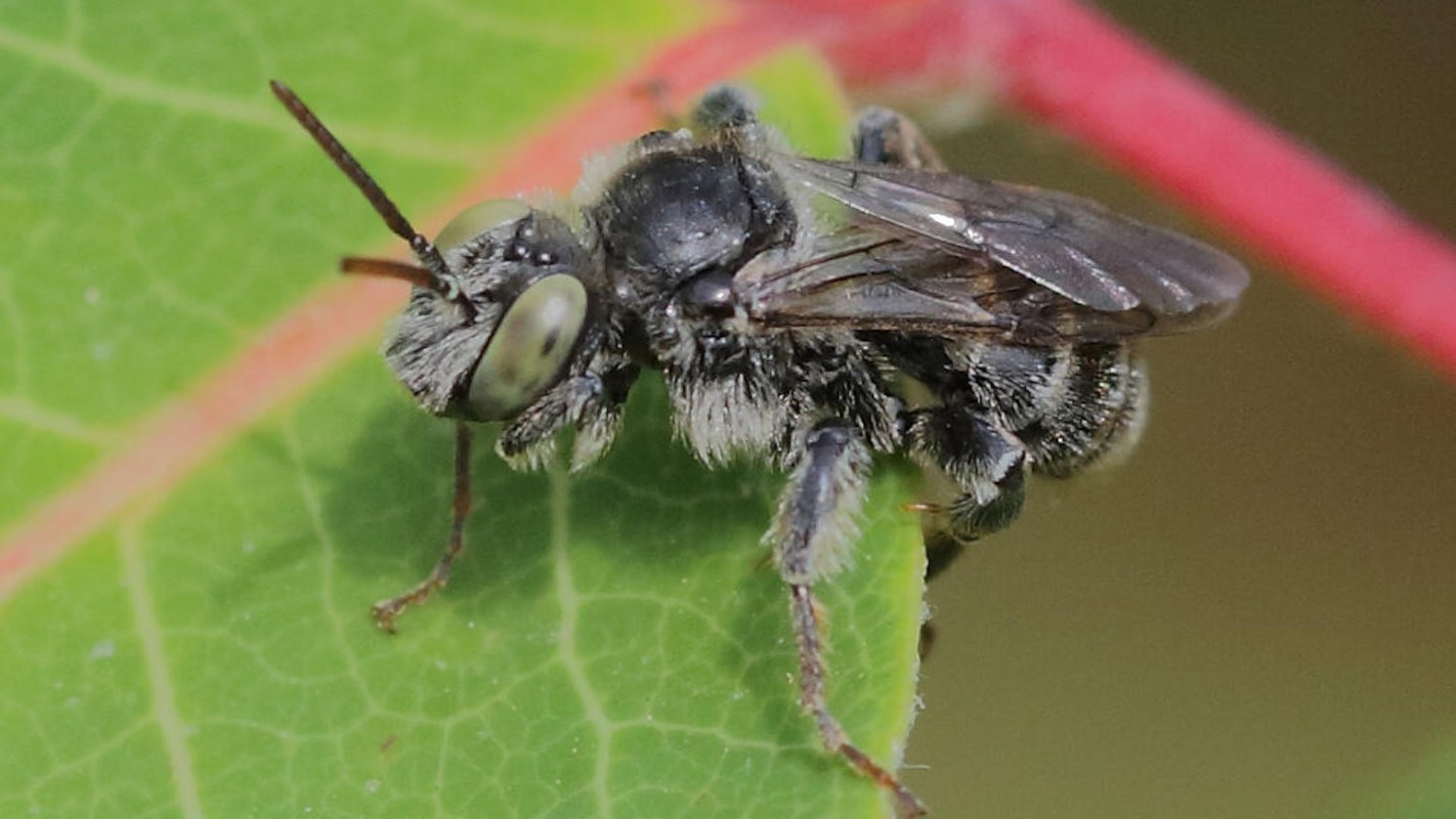 A close-up of a fuzzy bee perched on a green leaf, showing intricate details of its body and wings.