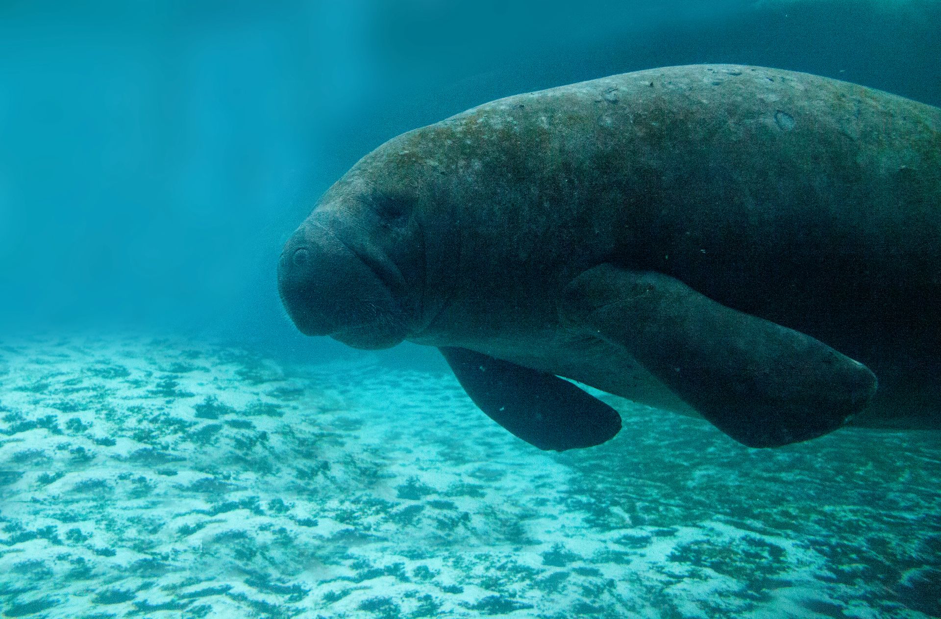 Florida manatee deaths surge as cold stress strains shrinking warm-water refuges