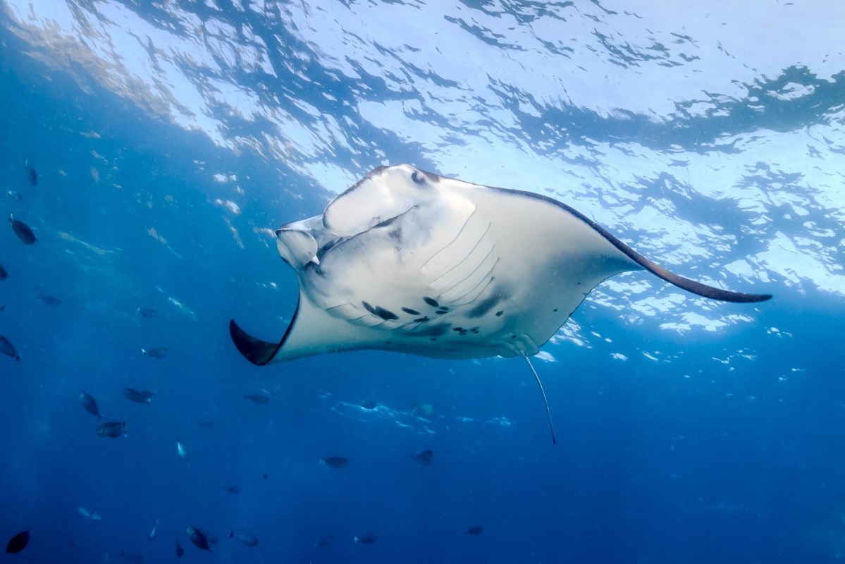 A manta ray swims through clear blue ocean water surrounded by smaller fish.