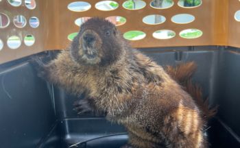 A marmot with a thick, brown coat sits inside a pet carrier, looking out through holes in the side.