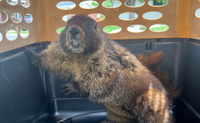 A marmot with a thick, brown coat sits inside a pet carrier, looking out through holes in the side.