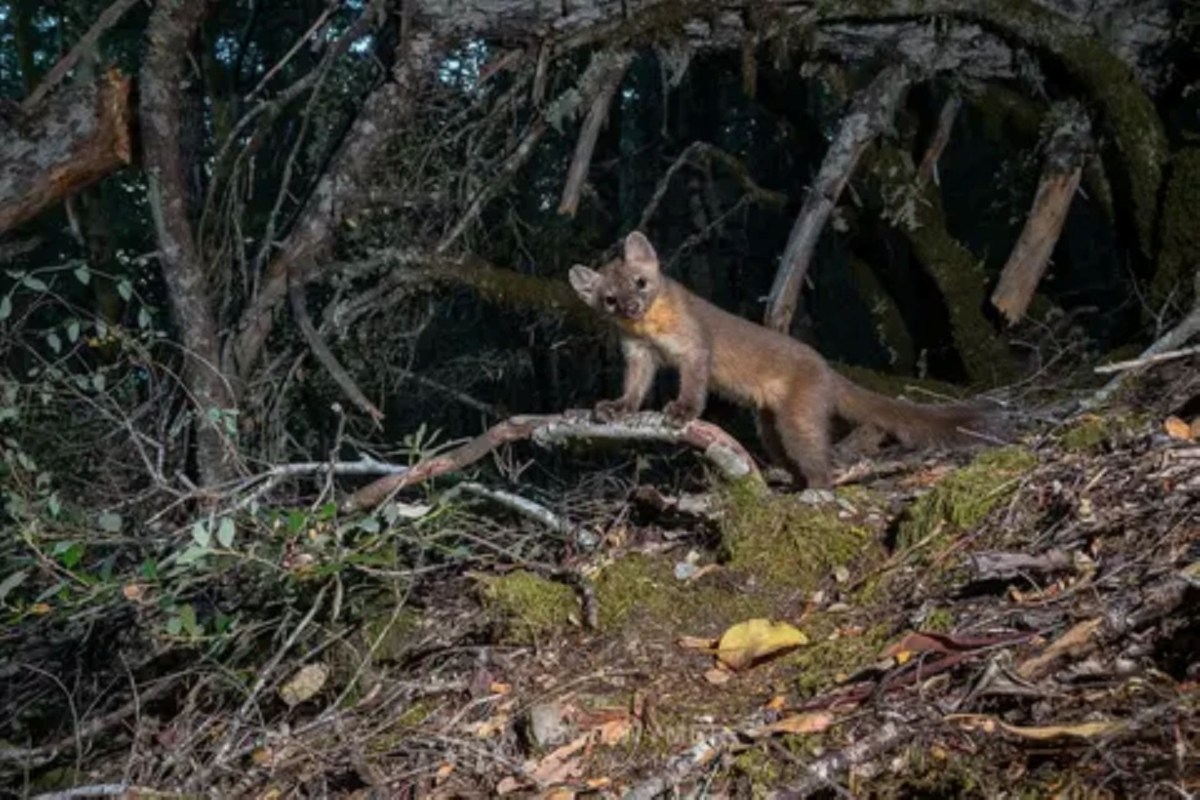 A marten propped up on a log in a dark forest.