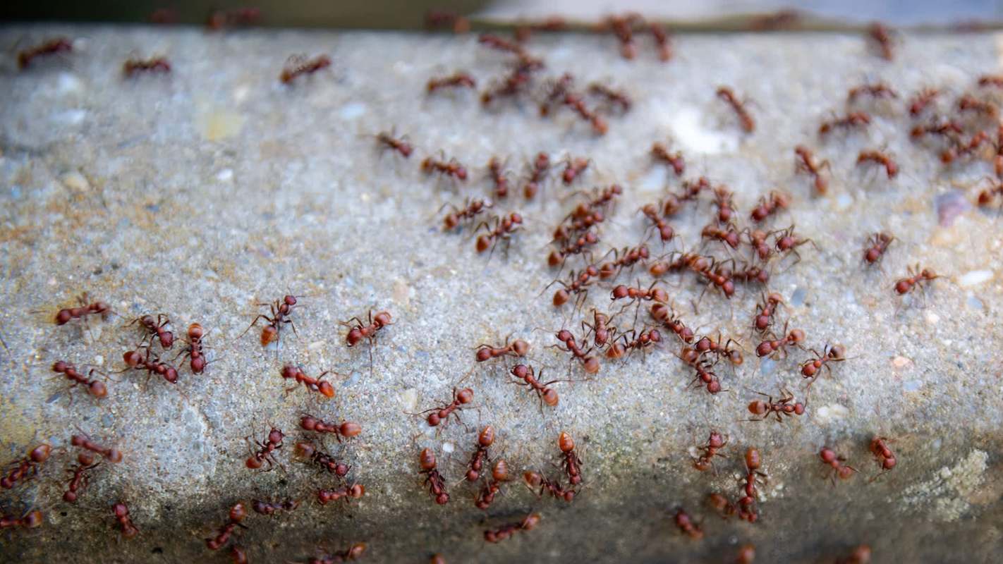 A cluster of red ants crawling on a gray surface.