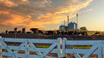 A herd of cows grazing in a pasture with silos and a dramatic sunset in the background.