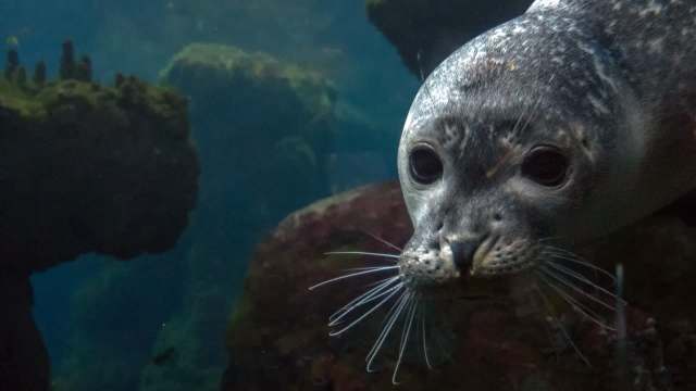 A close-up of a seal swimming underwater, showcasing its whiskered face and expressive dark eyes.