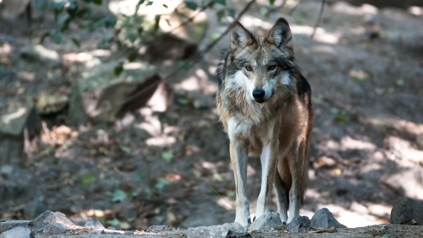 A Mexican wolf stands alert among fallen leaves and rocks in a forested area.