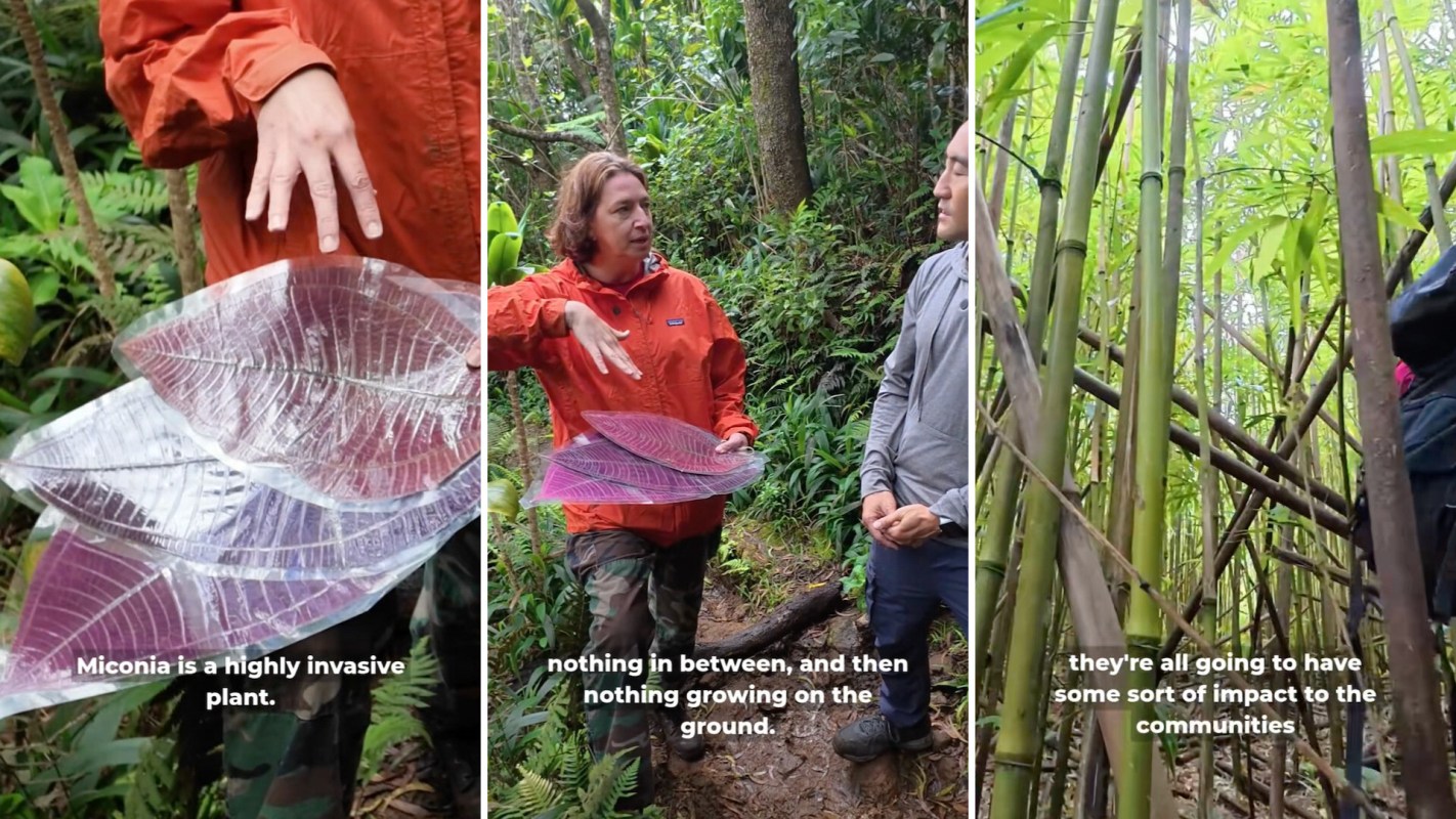 A person in an orange jacket discusses invasive plants while holding large leaves in a lush forest.