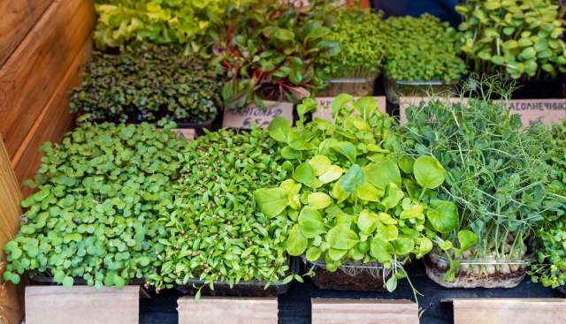 A variety of microgreen seedlings displayed in trays at a market.