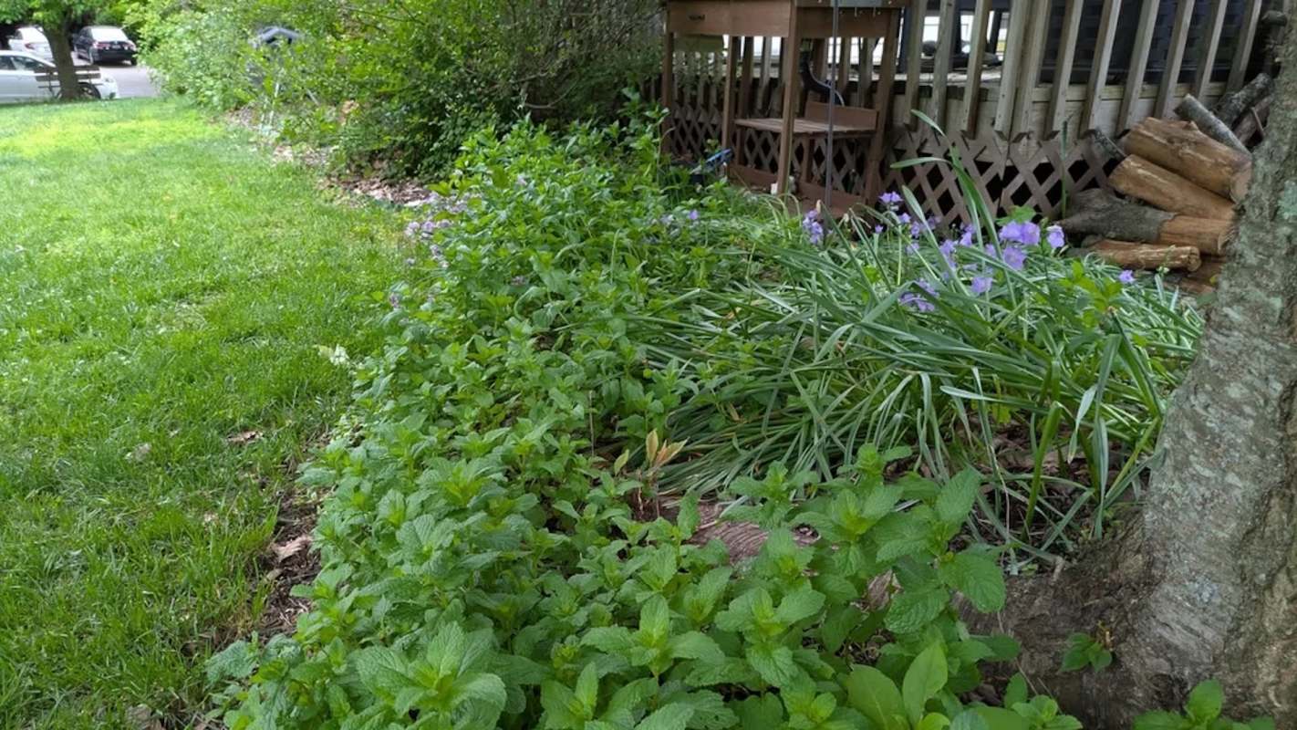 A lush garden featuring mint plants, ornamental grasses, and purple flowers beside a wooden structure.