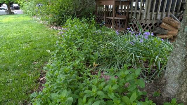 A lush garden featuring mint plants, ornamental grasses, and purple flowers beside a wooden structure.