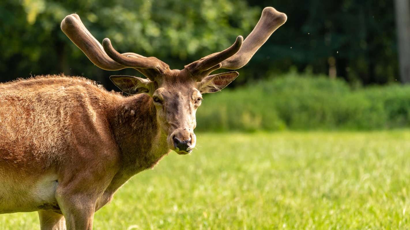 A moose with large antlers stands in a grassy field, gazing directly at the camera.