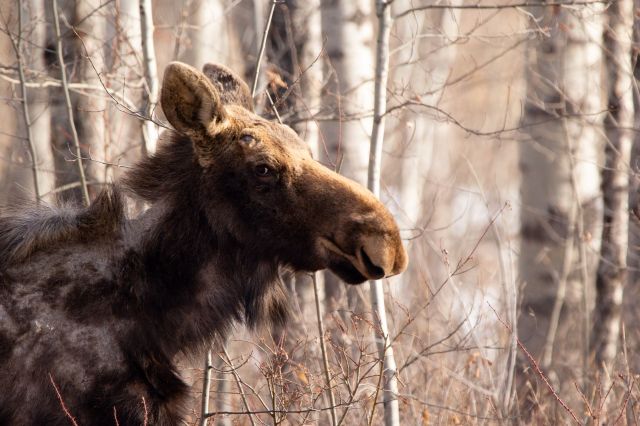 A moose with patchy fur in the woods.