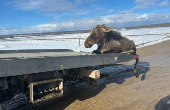 A moose lounging on the back of a flatbed truck in a snowy landscape under a blue sky.