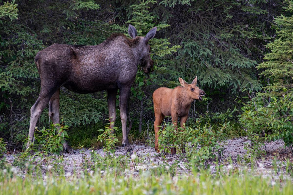 A moose and its calf standing on a forested bank surrounded by lush greenery.