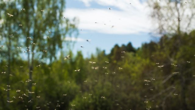 A swarm of mosquitoes flying at sunset.
