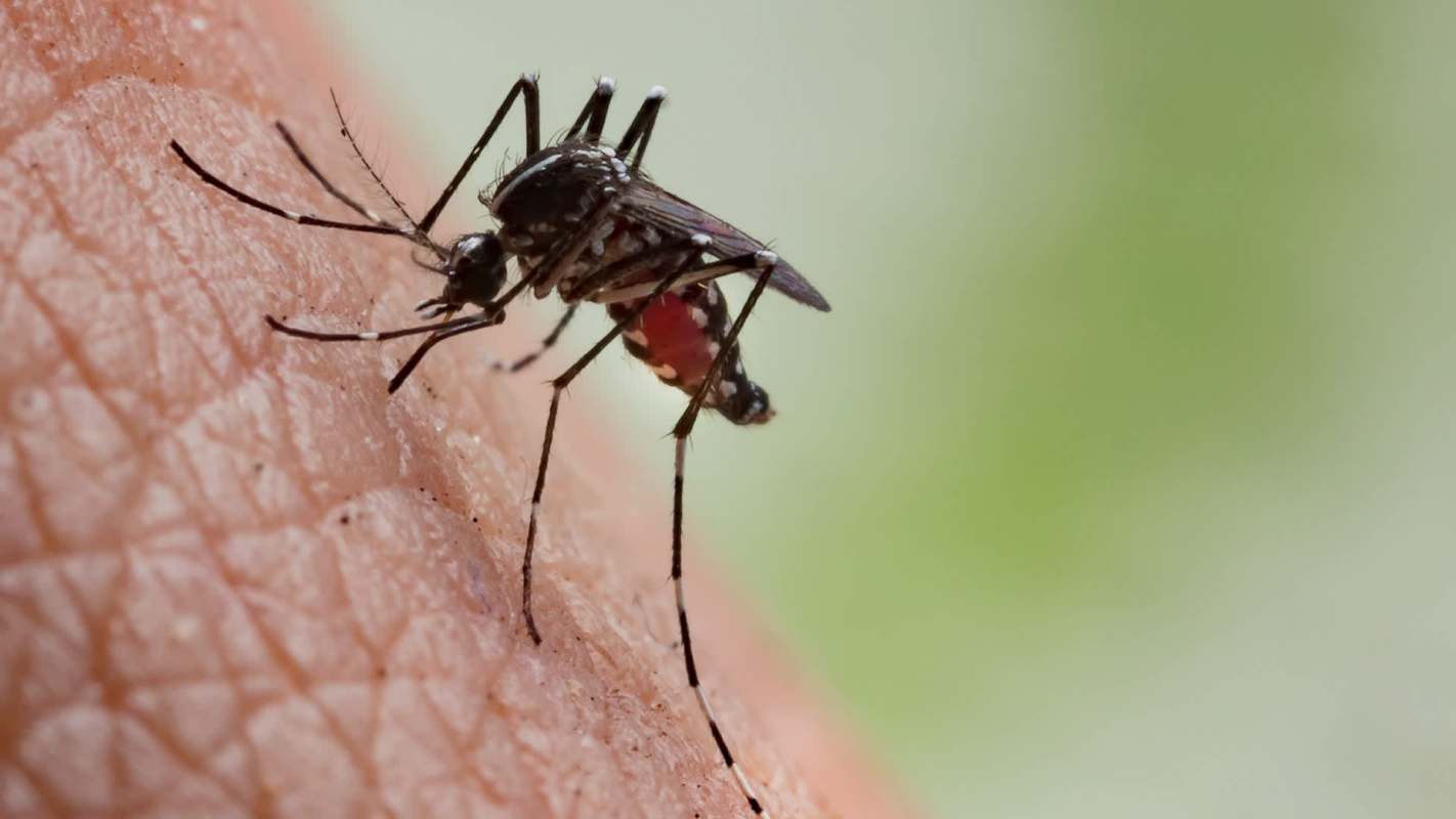 A close-up of a mosquito feeding on human skin, showing its proboscis and delicate legs.