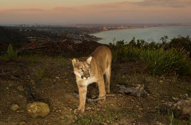 A puma walks on rocky terrain with a cityscape and coastline visible in the background at dusk.