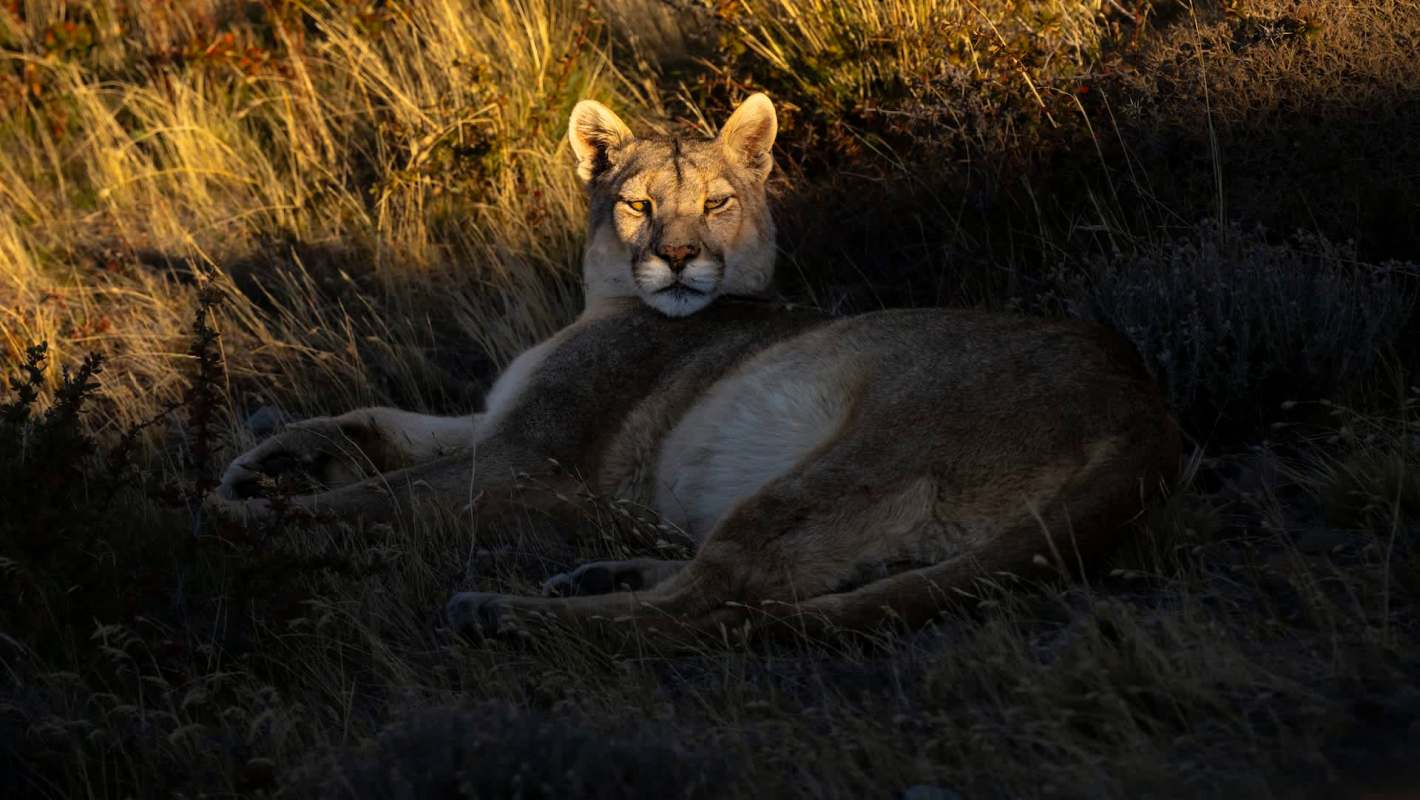 A mountain lioness lying in tall grass, partially illuminated by sunlight.