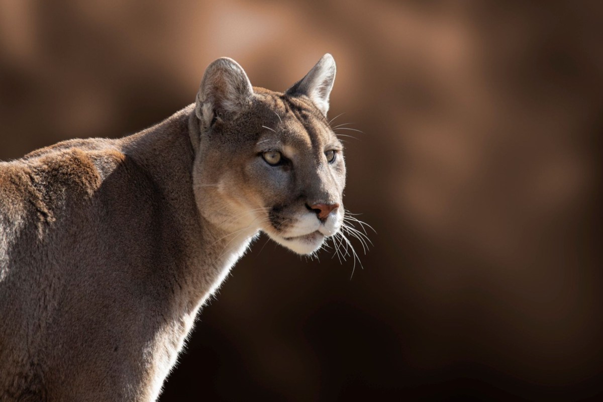 A close-up of a mountain lion gazing intently, with a blurred warm background.