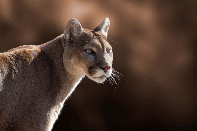 A close-up of a mountain lion gazing intently, with a blurred warm background.
