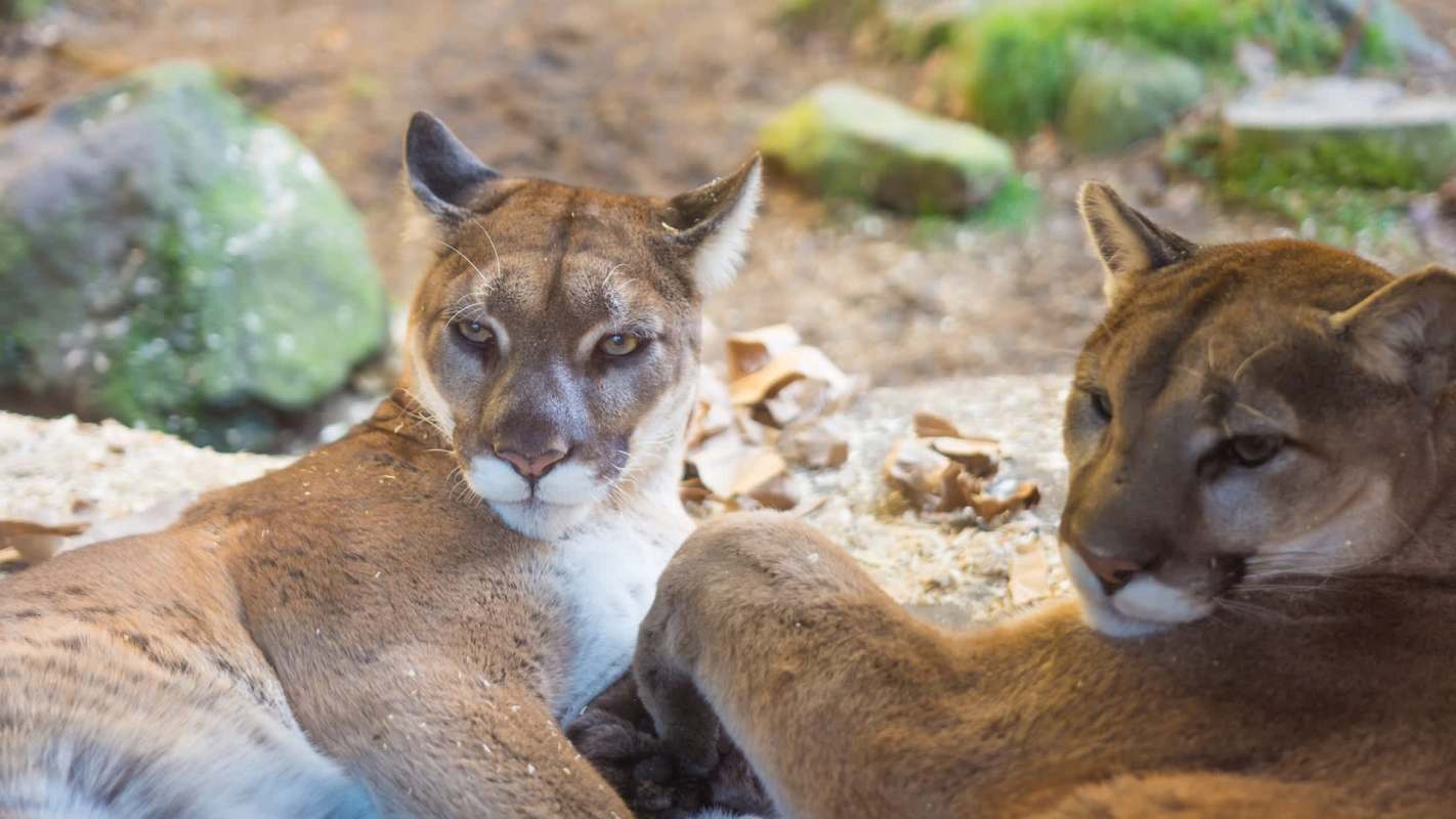 Two pumas rest closely together in a natural setting.