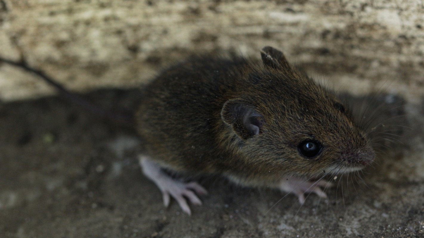 A small brown mouse with large eyes looking curiously at its surroundings.