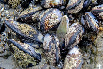A close-up of various mussels covered in barnacles resting on a sandy surface.