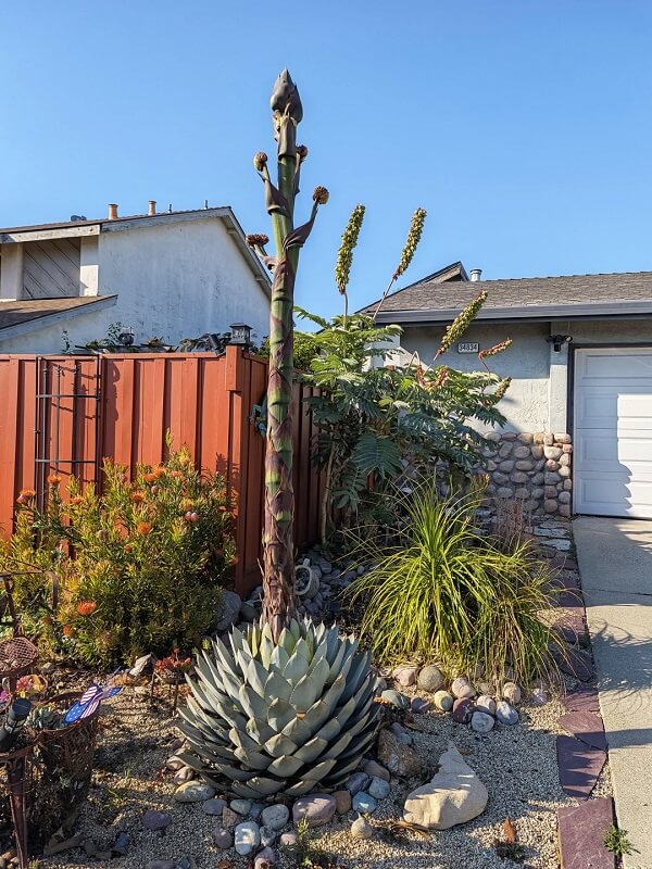 A large succulent plant surrounded by colorful pebbles and decorative foliage in a landscaped garden.