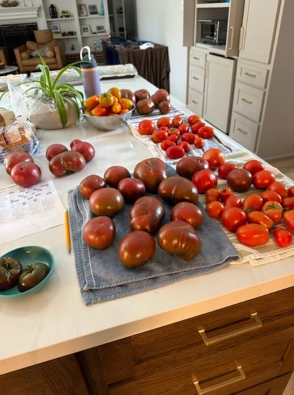 A variety of colorful tomatoes displayed on a kitchen counter, alongside a plant and other kitchen items.