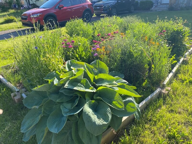 Another angle of the plant bed featuring a driveway and lawn in the background