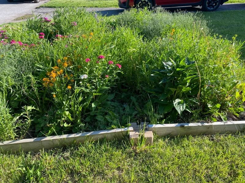 A packed flower bed featuring an array of thriving plant species.