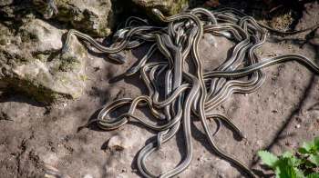 A cluster of striped snakes resting on the ground near a rock in a natural setting.