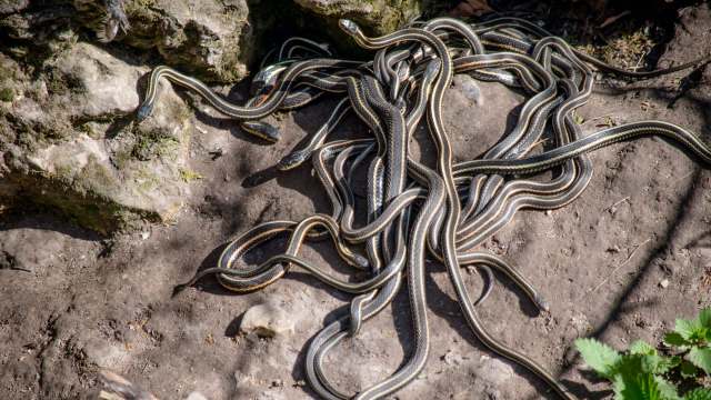 A cluster of striped snakes resting on the ground near a rock in a natural setting.